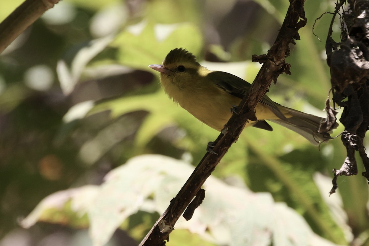 Golden Vireo - Roger Woodruff