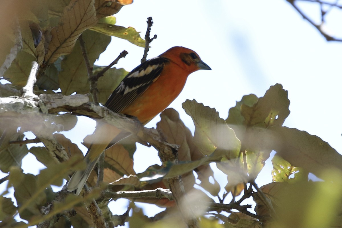 Flame-colored Tanager - ML321502751