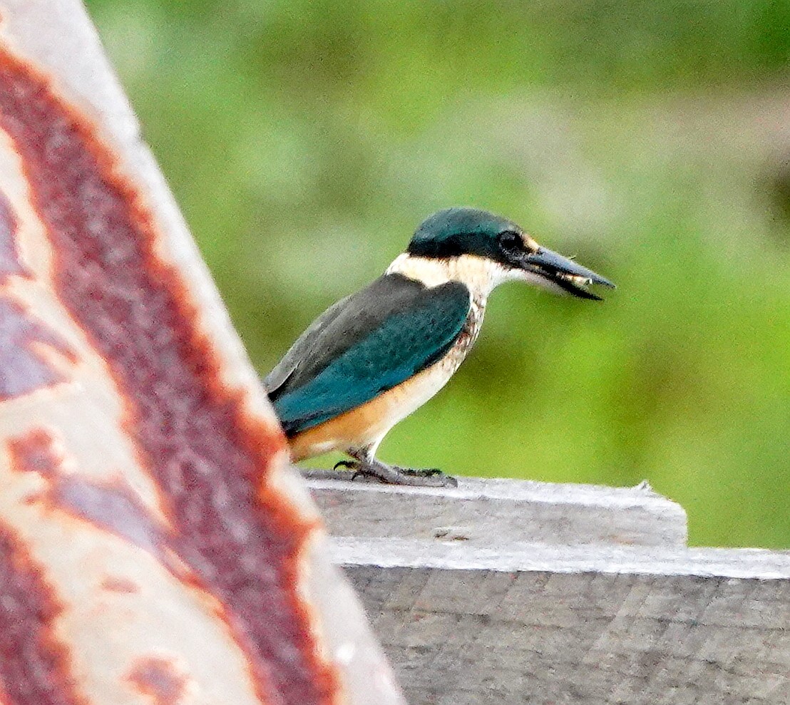 Melanesian Kingfisher (Bougainville-Guadalcanal) - ML321503011