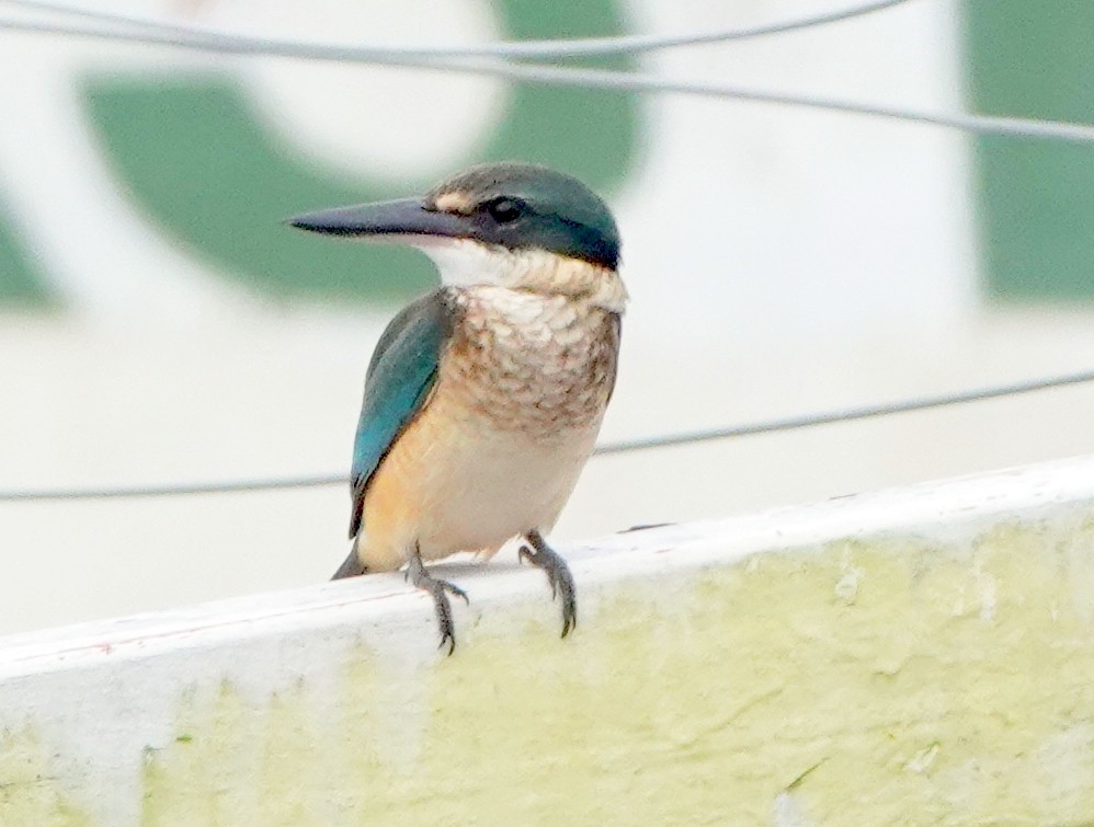 Melanesian Kingfisher (Bougainville-Guadalcanal) - ML321503131