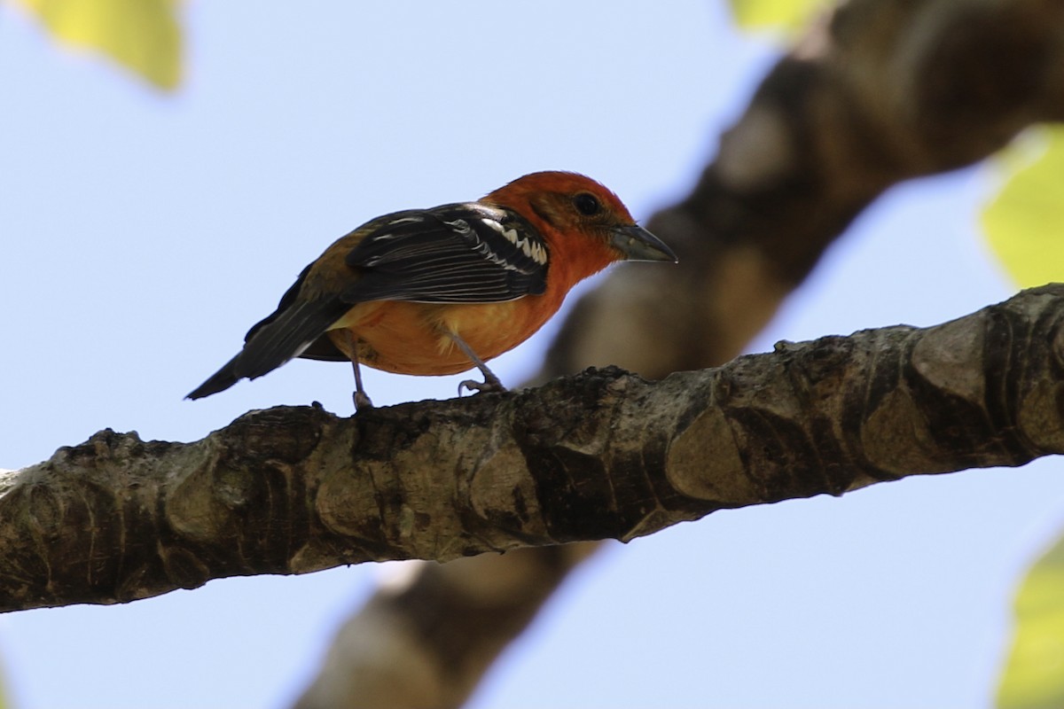 Flame-colored Tanager - ML321503141