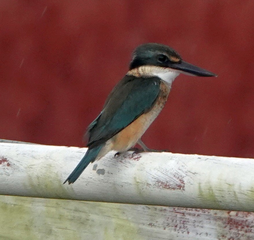 Melanesian Kingfisher (Bougainville-Guadalcanal) - ML321505161