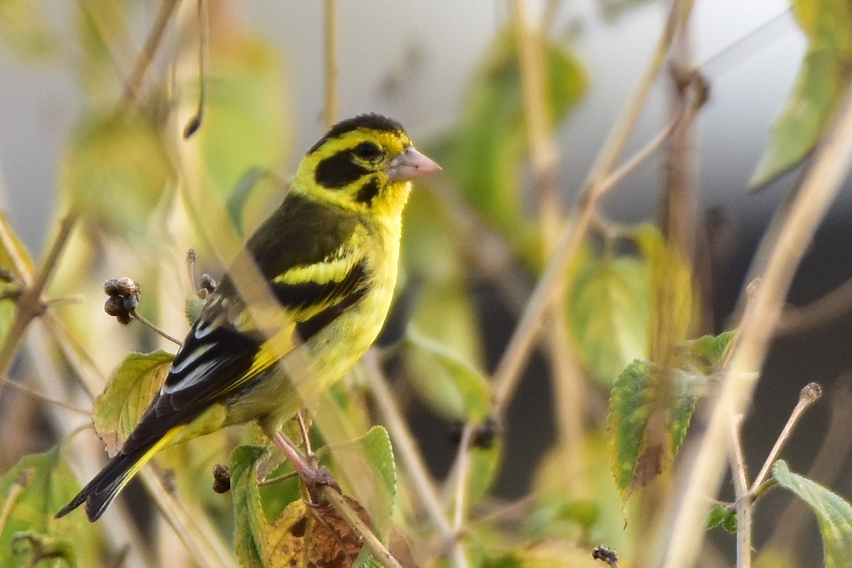 Yellow-breasted Greenfinch - Ananyaa Dobhal