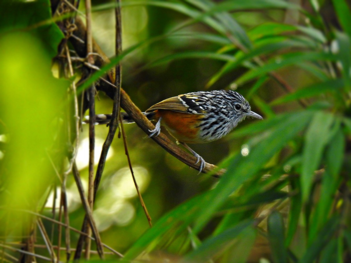 East Andean Antbird - ML321508181