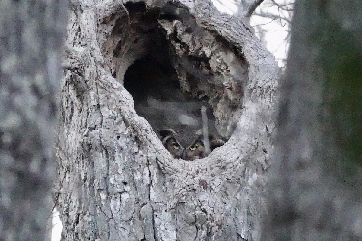 Great Horned Owl - ML321508571