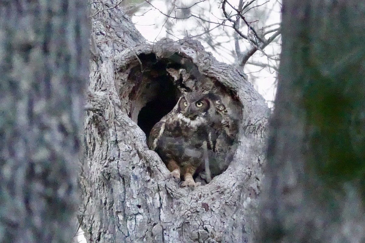 Great Horned Owl - ML321508591