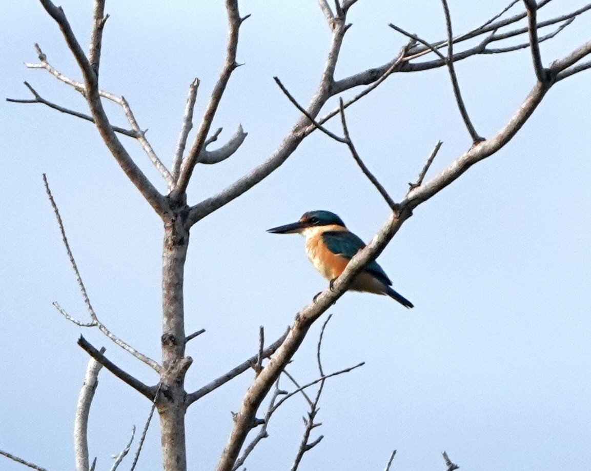 Melanesian Kingfisher (Bougainville-Guadalcanal) - ML321509391