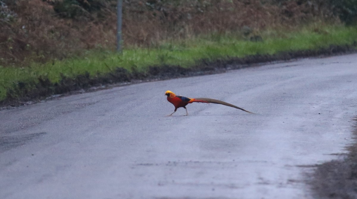 Golden Pheasant - ML321509591