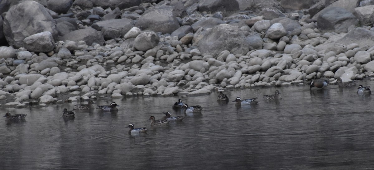 Garganey - ML321510391
