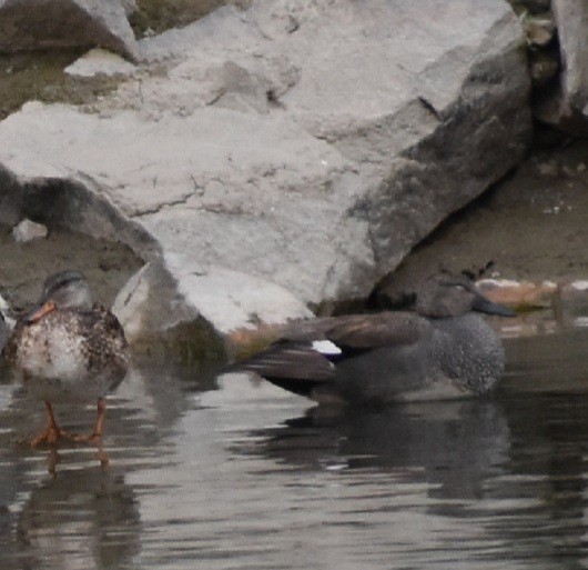 Gadwall - ML321510401