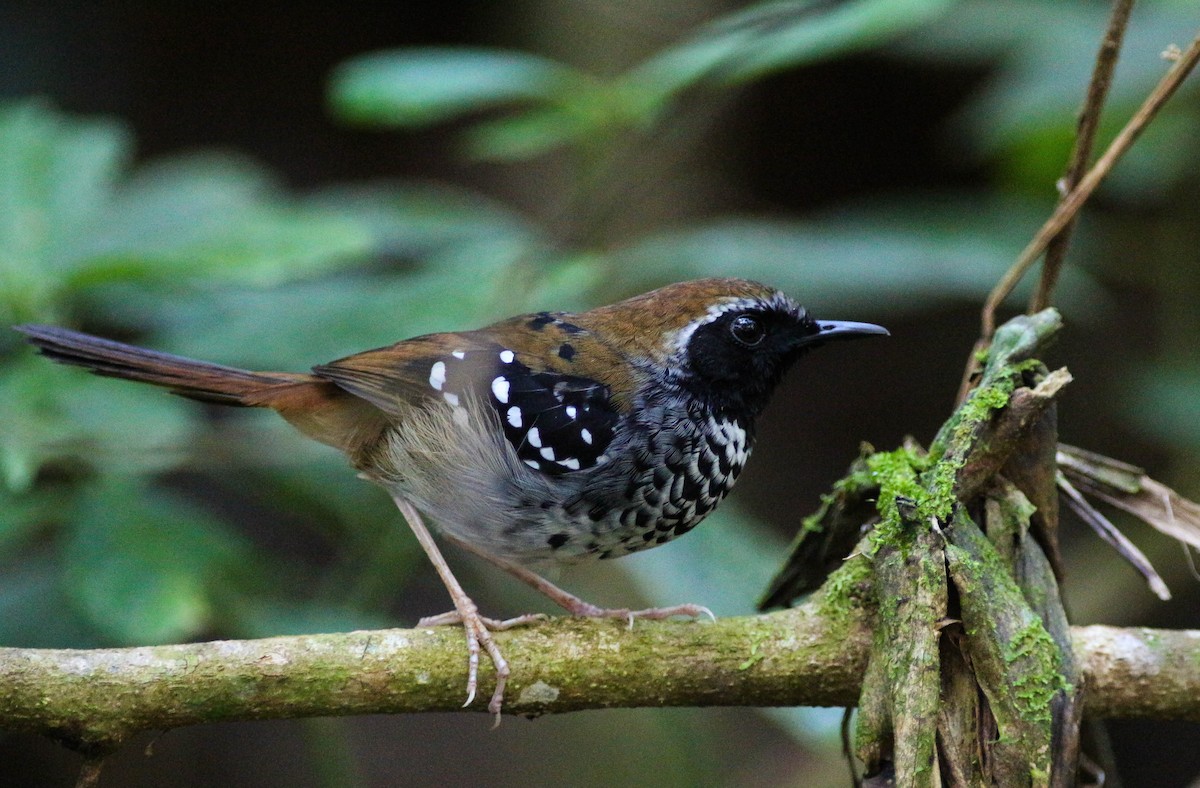 Squamate Antbird - Projeto  Dacnis