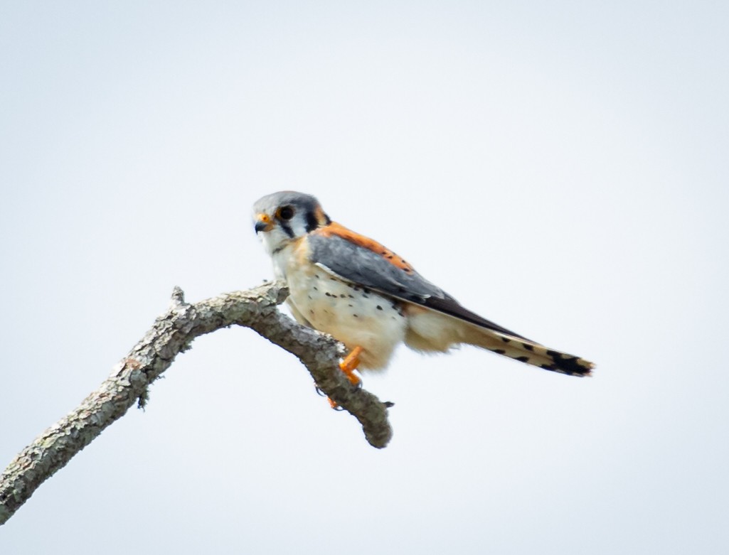 American Kestrel - ML321510411