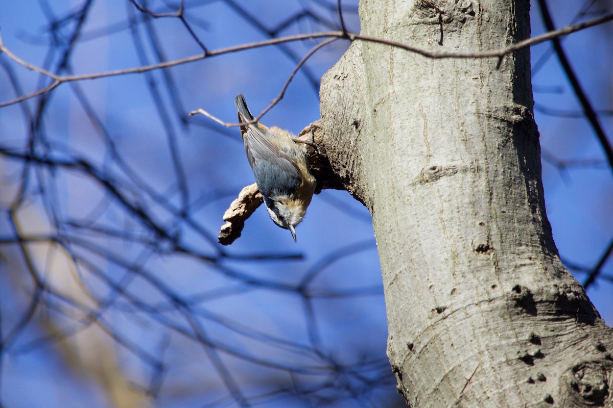 Red-breasted Nuthatch - ML321510471