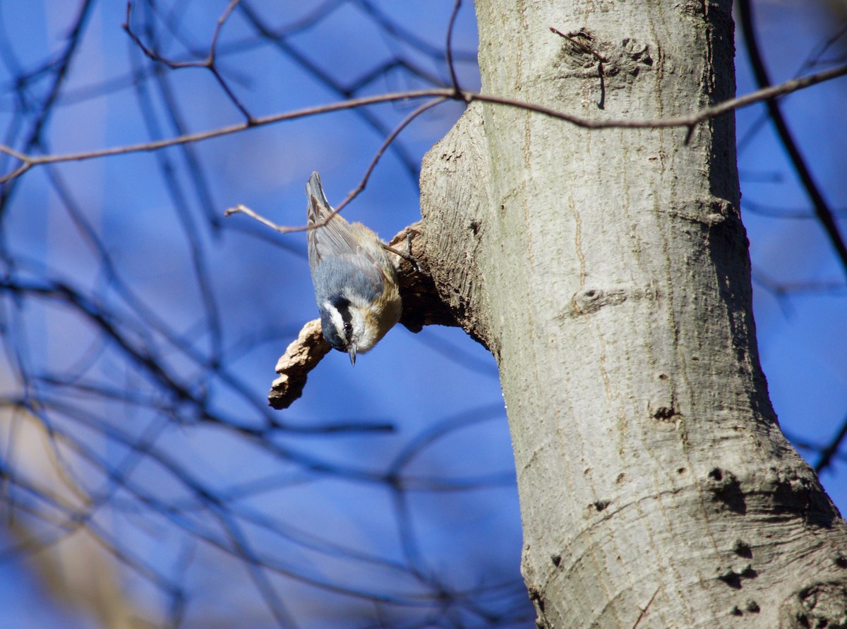 Red-breasted Nuthatch - ML321510481