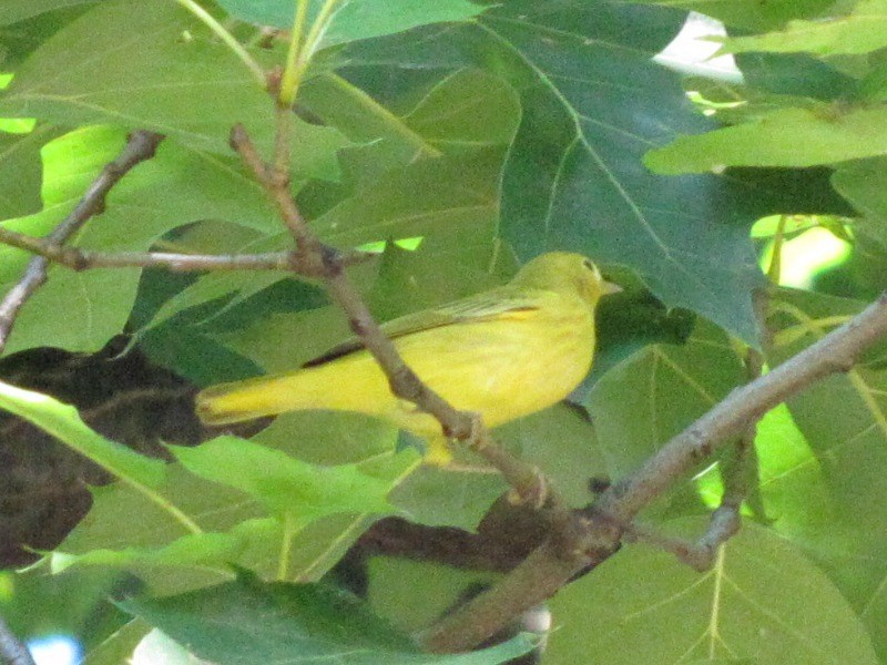 Yellow Warbler (Northern) - ML32151201