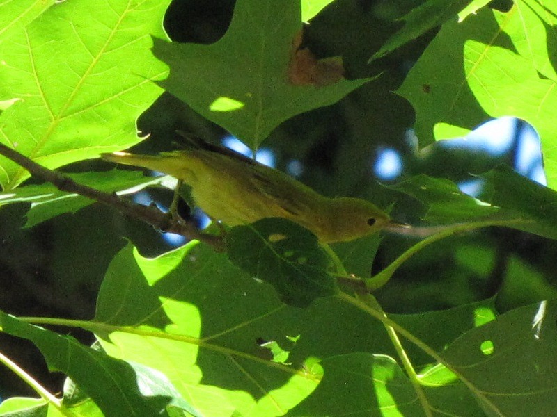 Yellow Warbler (Northern) - ML32151211