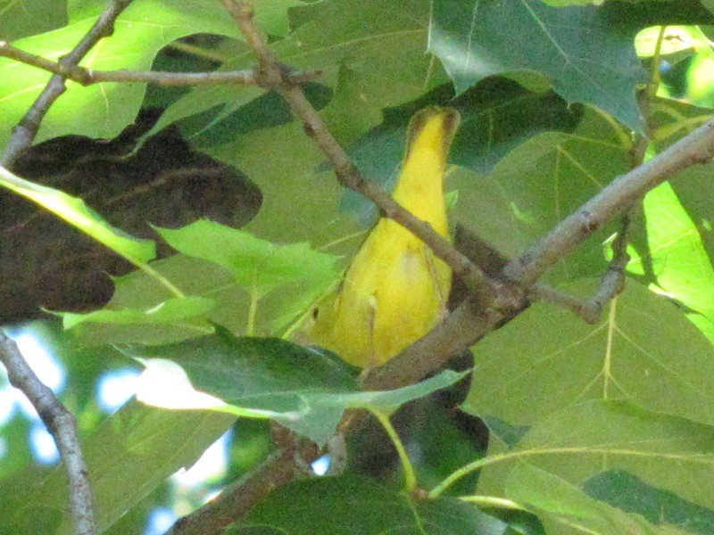 Yellow Warbler (Northern) - ML32151221