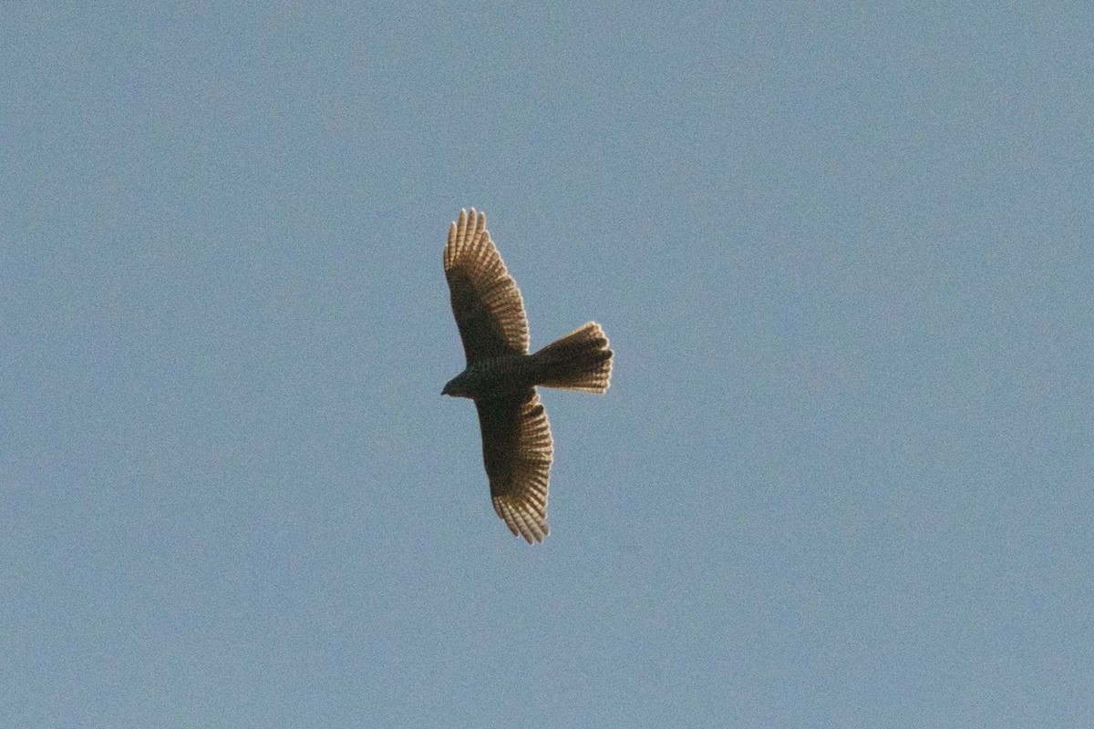 Brown Goshawk - ML321513061