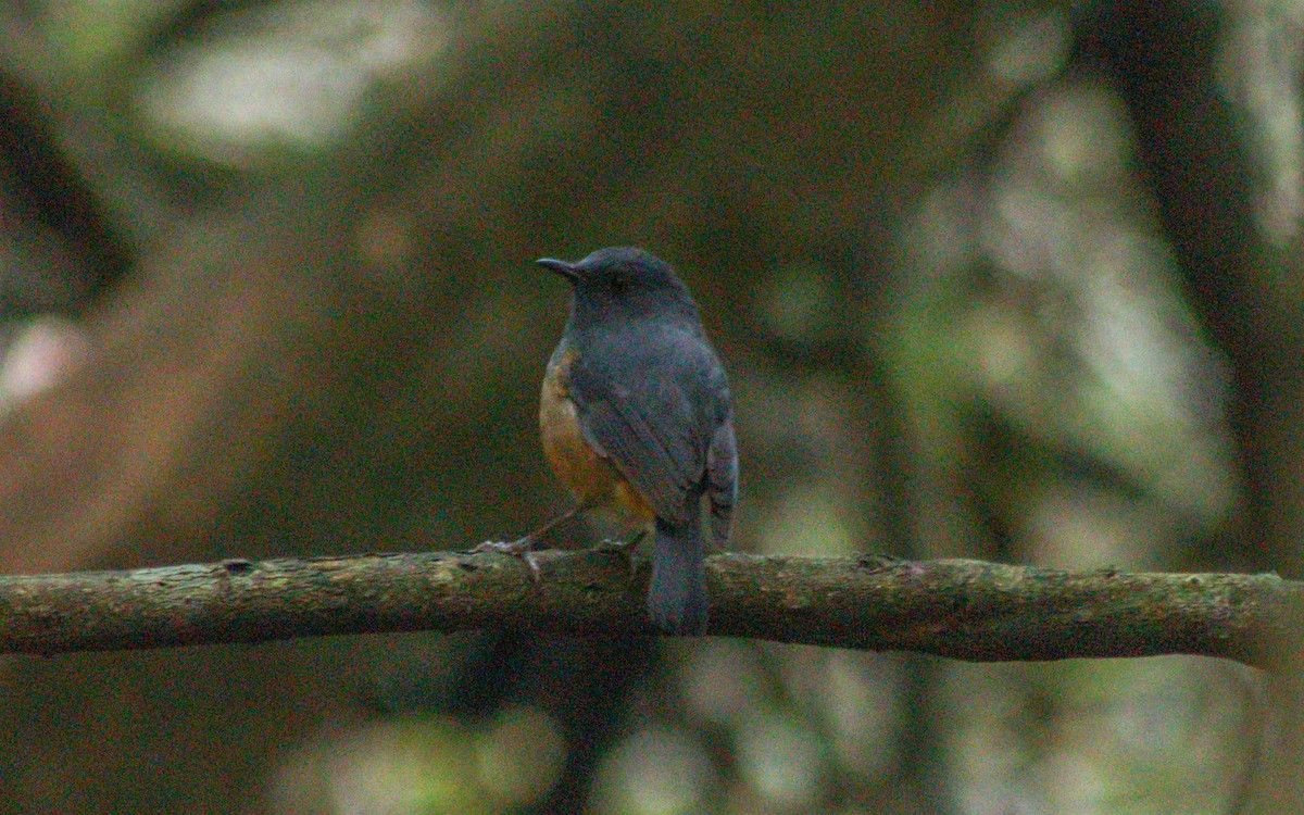 Nilgiri Sholakili - Abhijith surendran