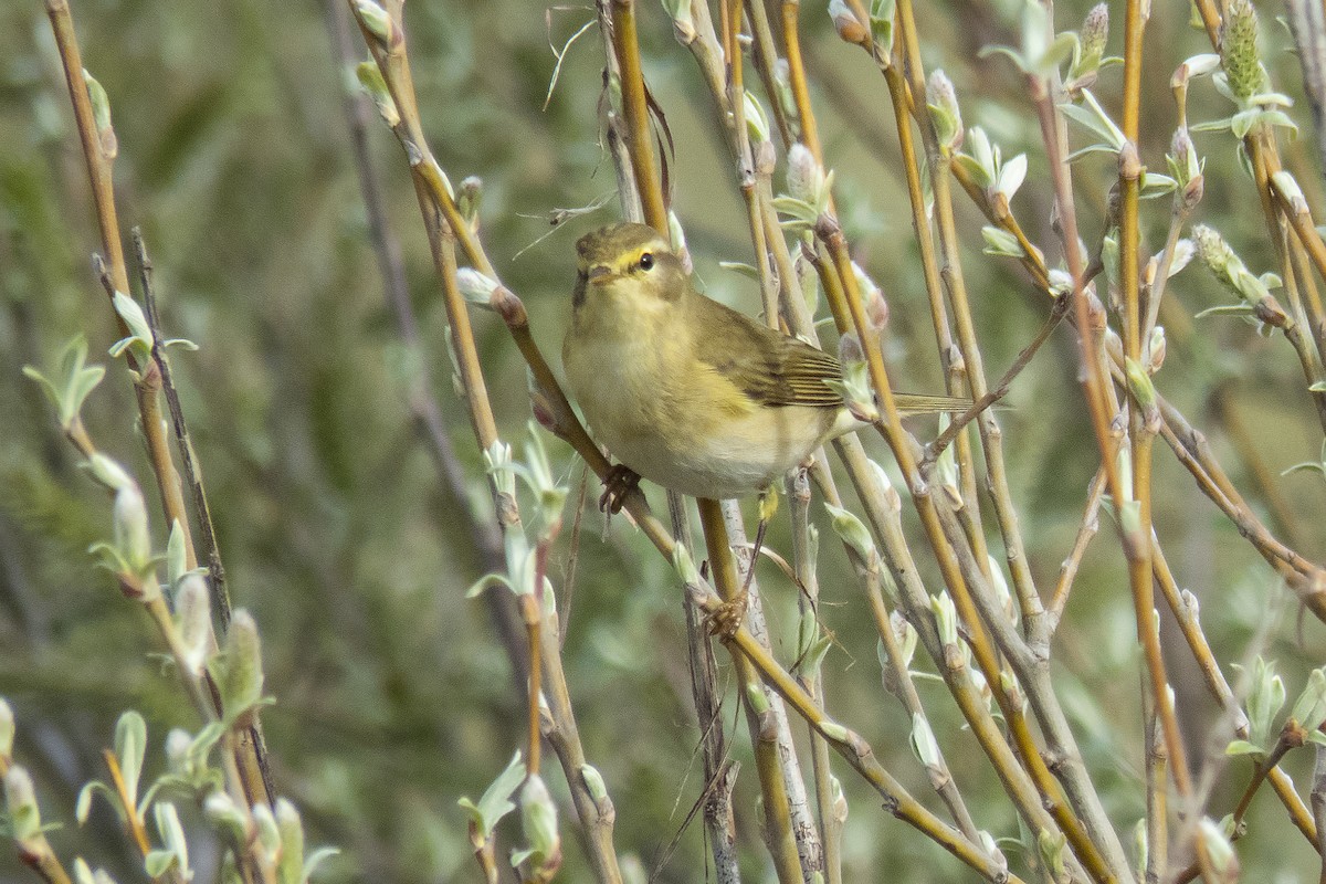 Willow Warbler - Miguel Rouco