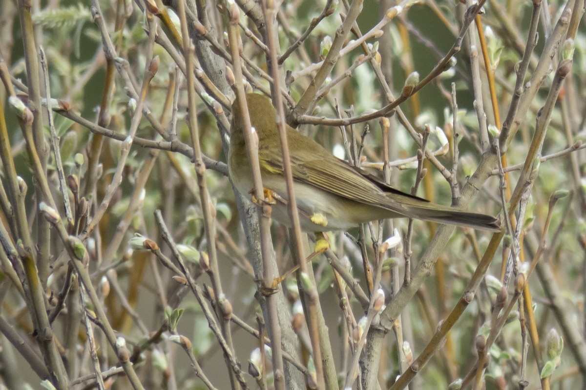 Willow Warbler - Miguel Rouco