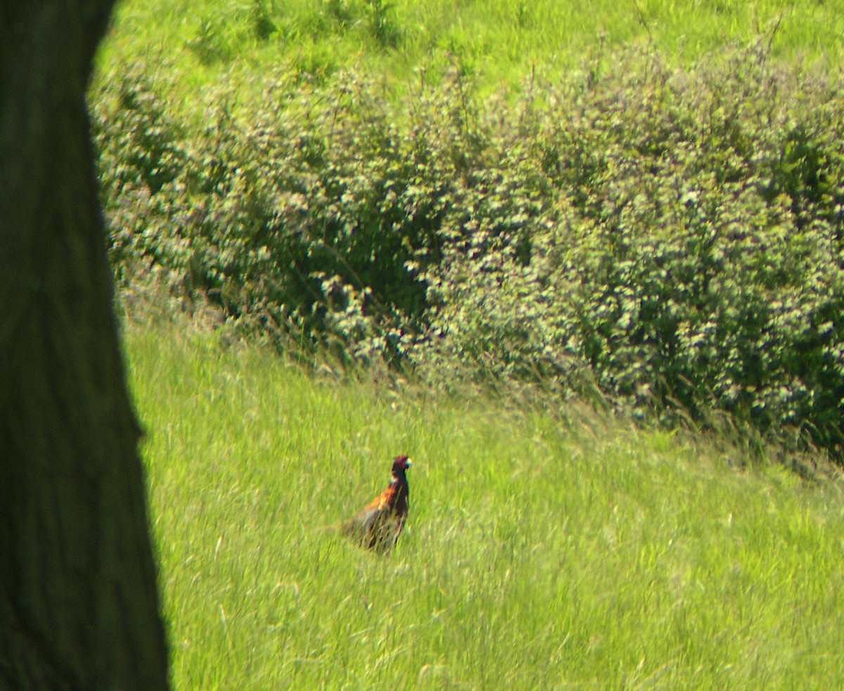 Ring-necked Pheasant - ML321517681