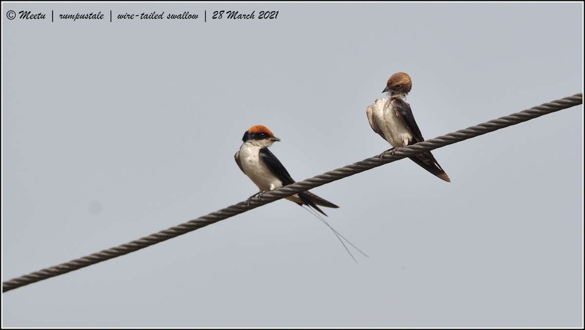 Wire-tailed Swallow - ML321517891