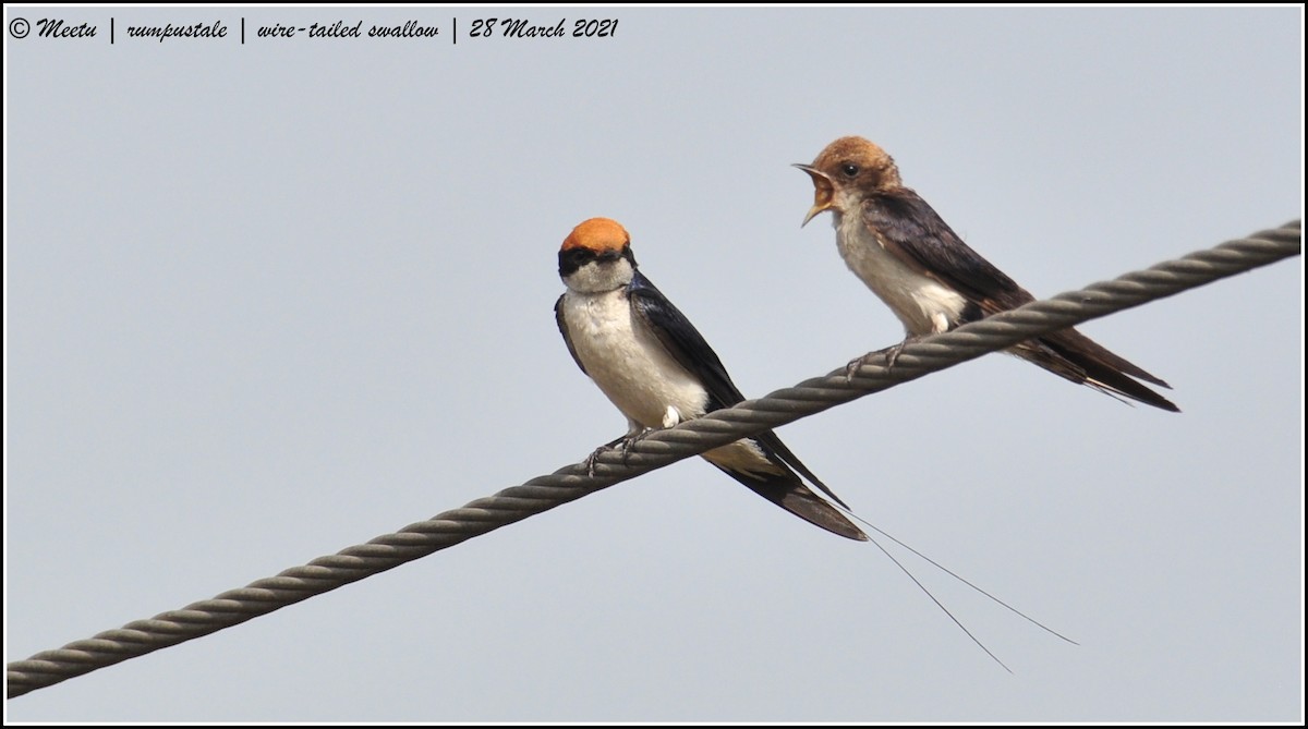 Wire-tailed Swallow - ML321517901