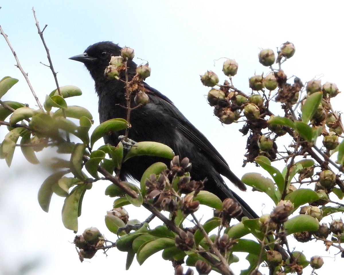 Variable Oriole - ML321520801