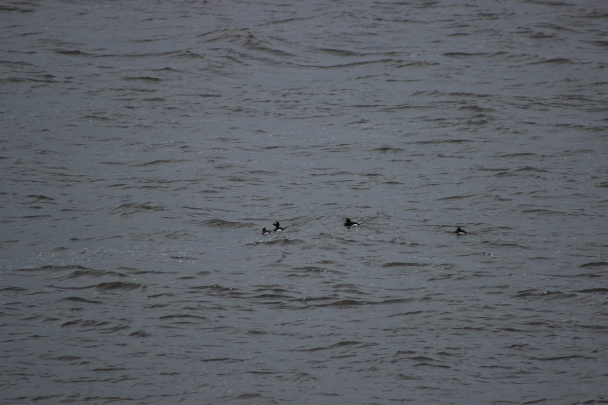 Мөнгөлөг шунгаахай - ML321521181