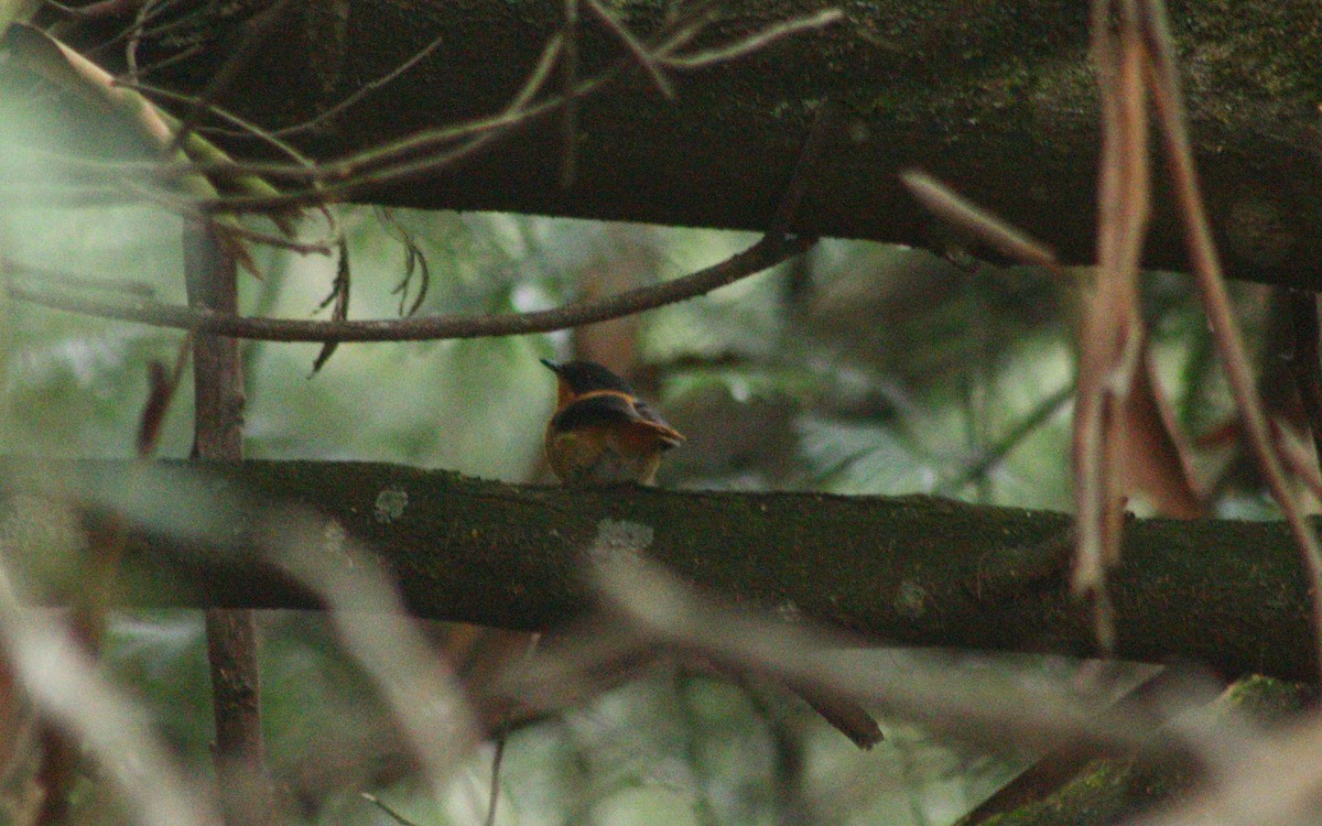 Black-and-orange Flycatcher - ML321521761