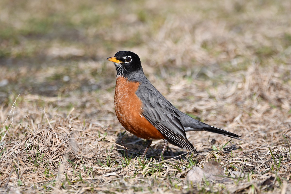 American Robin - Helene Laliberte