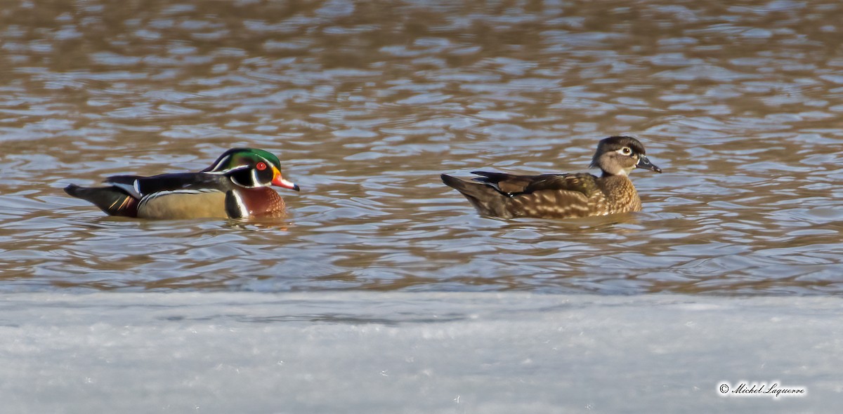 Wood Duck - ML321525201