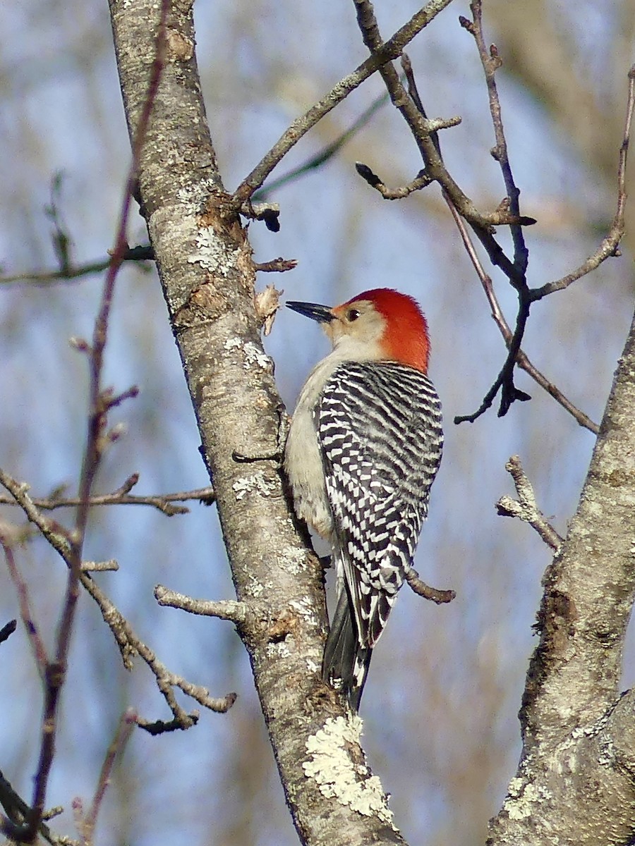 Red-bellied Woodpecker - ML321525441