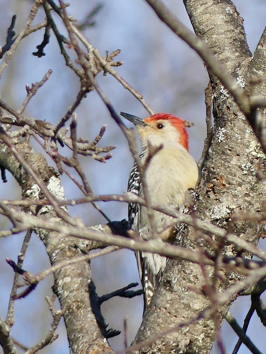 Red-bellied Woodpecker - ML321525471