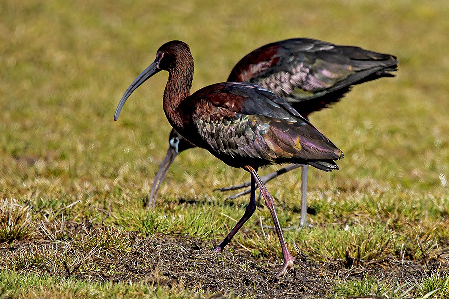 White-faced Ibis - ML321525701