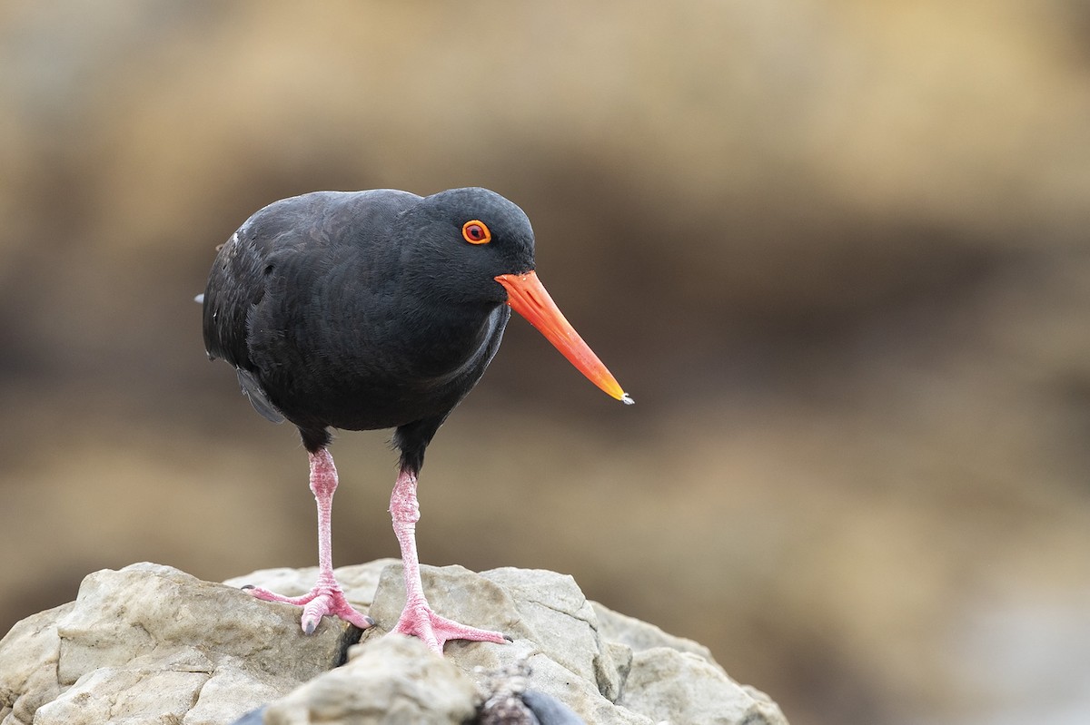 African Oystercatcher - Niall D Perrins