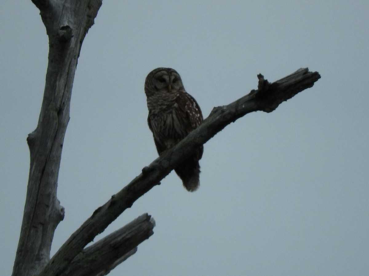 Barred Owl - ML321527221