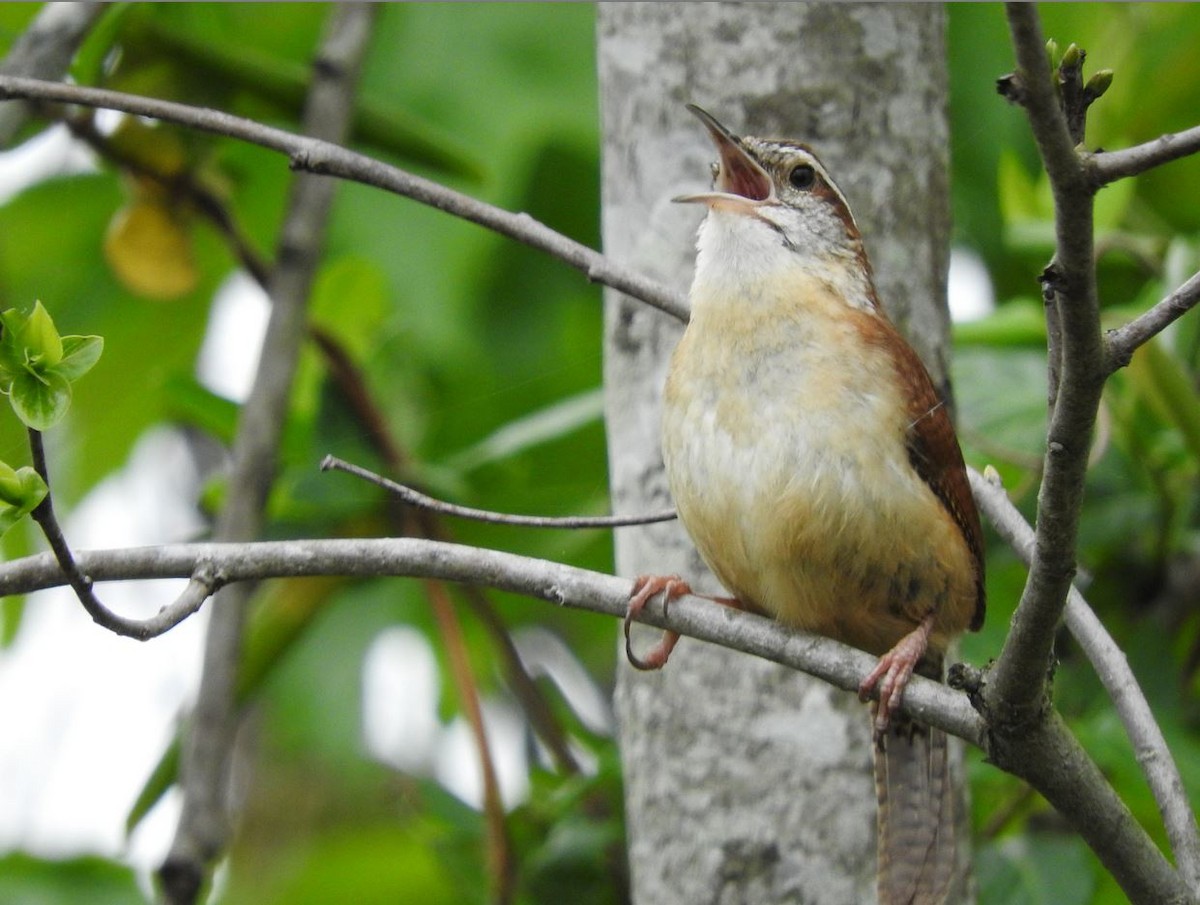 Carolina Wren - ML321527371