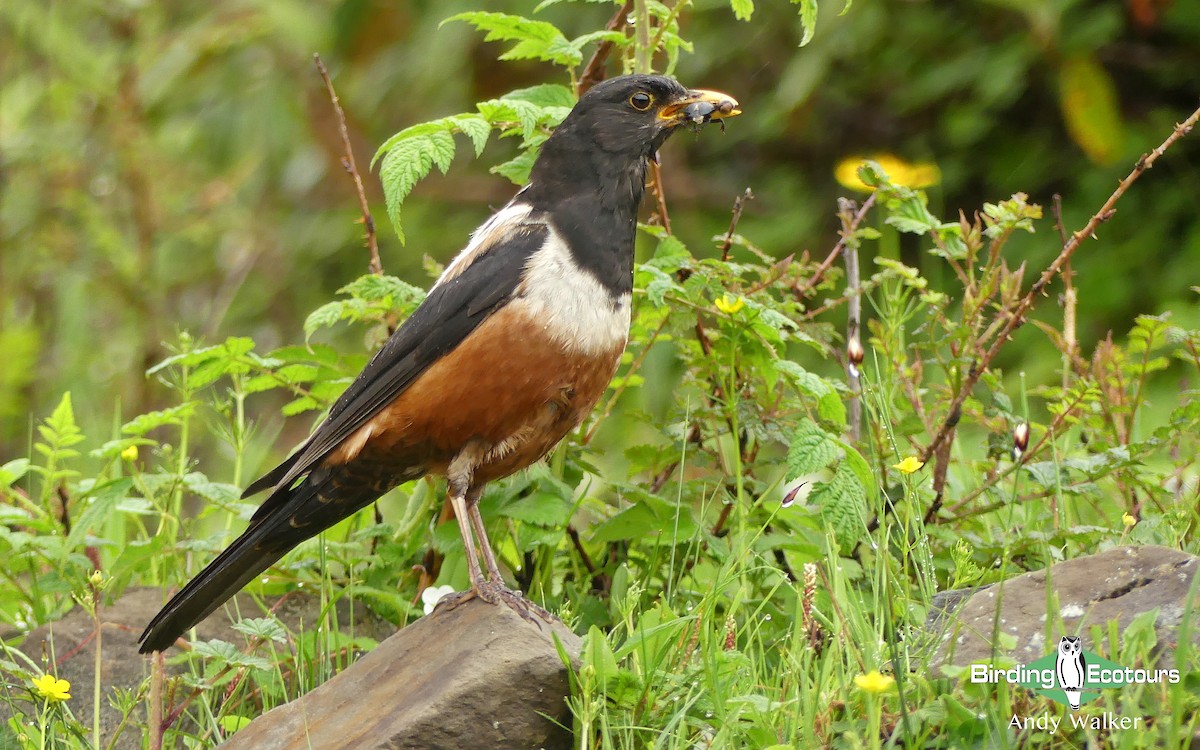 White-backed Thrush - ML321528741