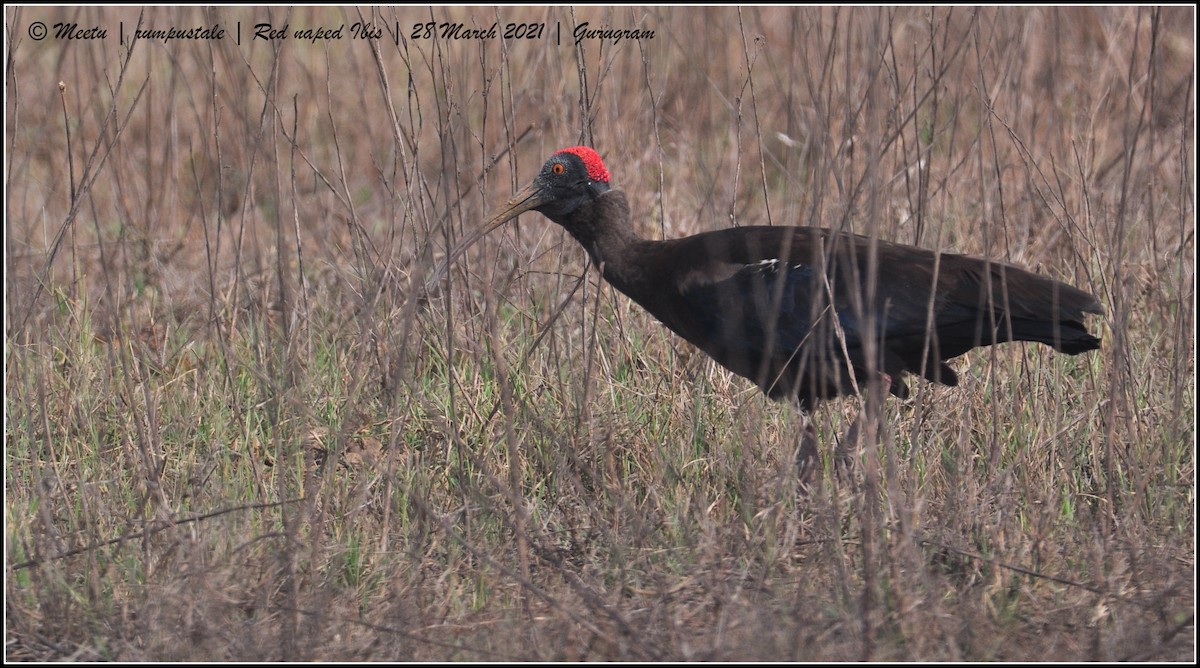 Red-naped Ibis - ML321528941