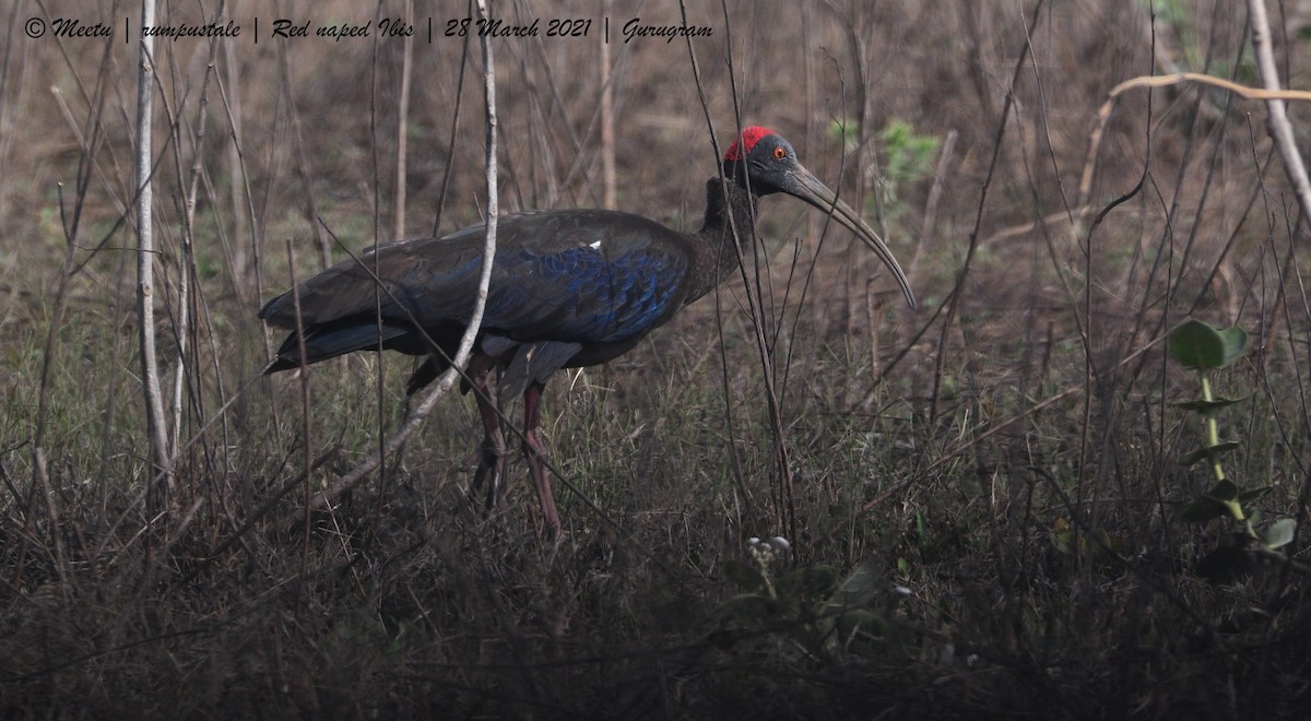 ibis bradavičnatý - ML321528981