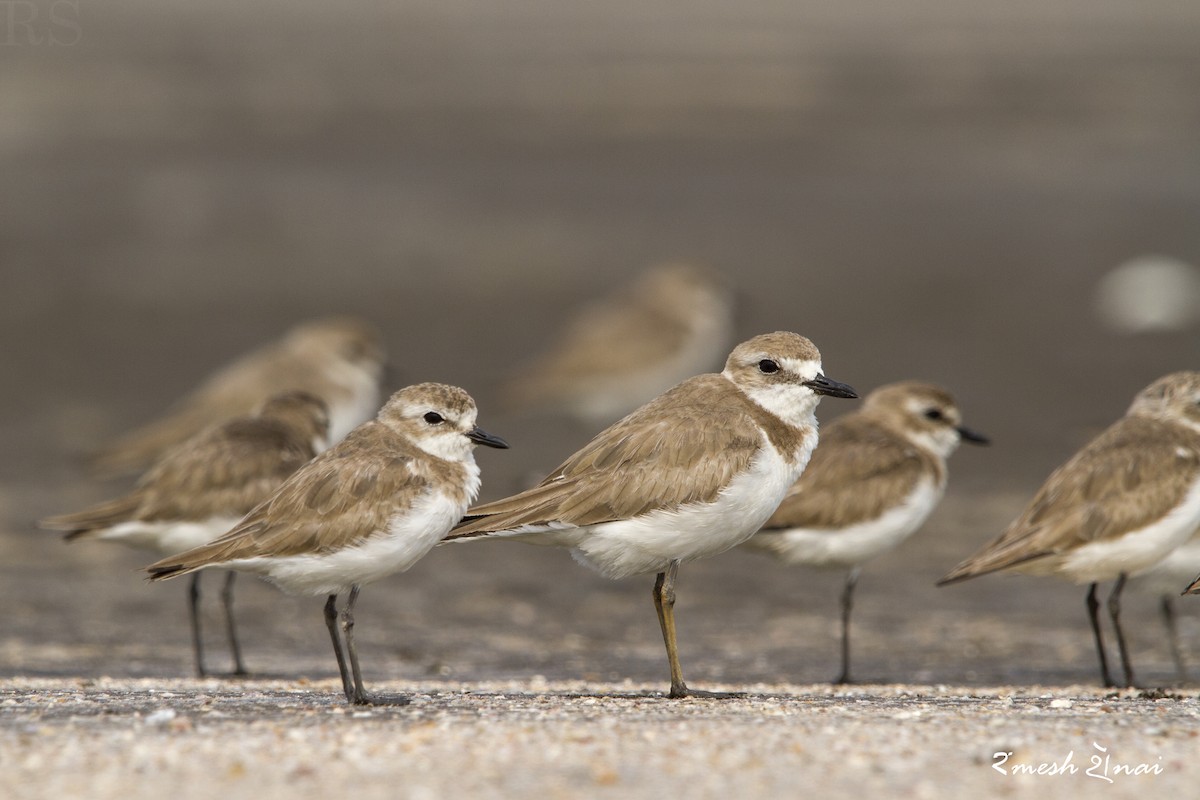 Greater Sand-Plover - ML321529671