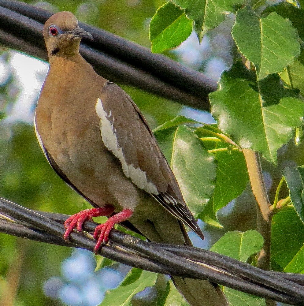 White-winged Dove - Teresa Connell