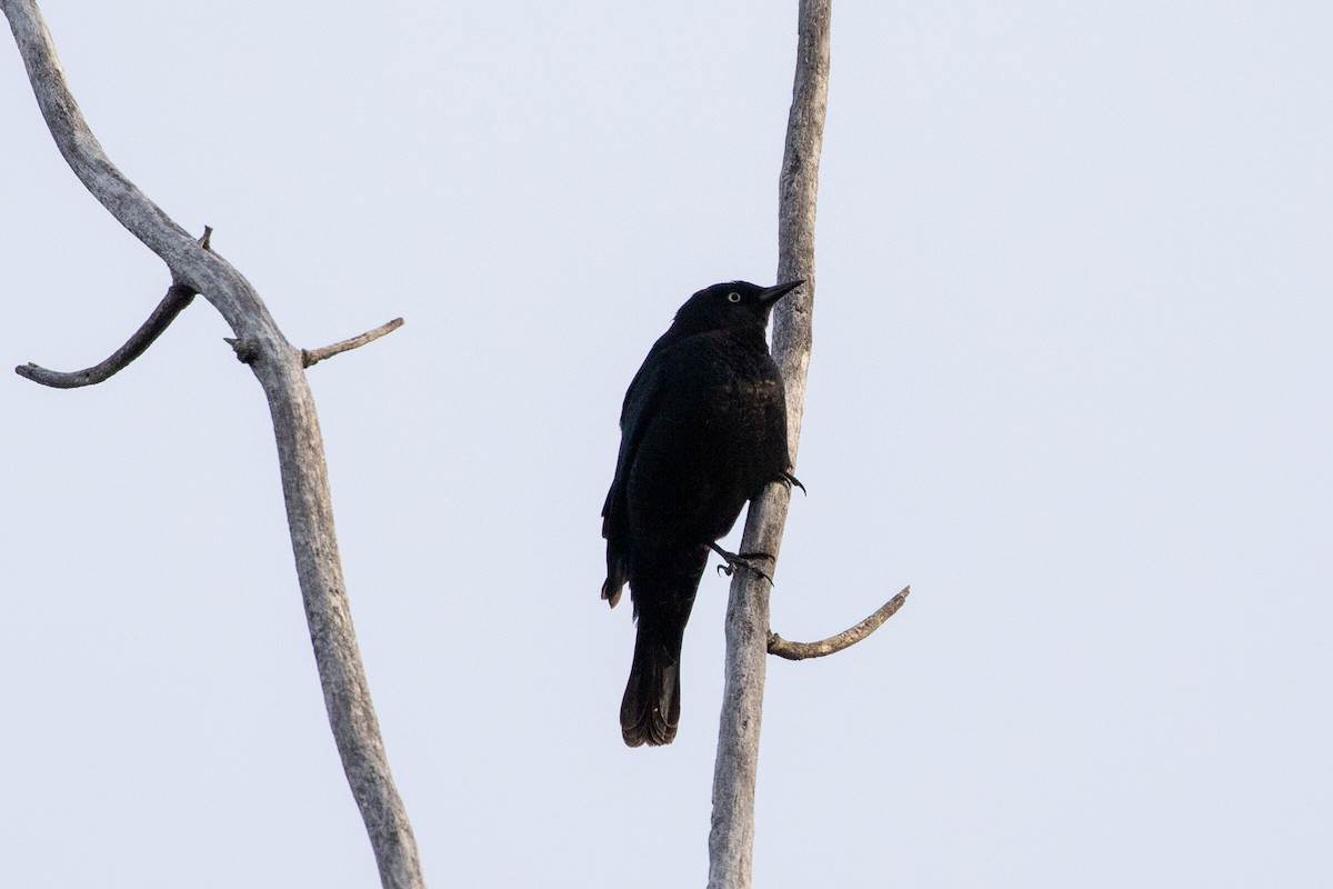 Rusty Blackbird - ML321530131