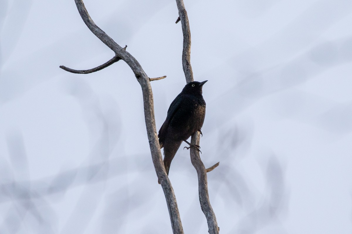 Rusty Blackbird - ML321530161