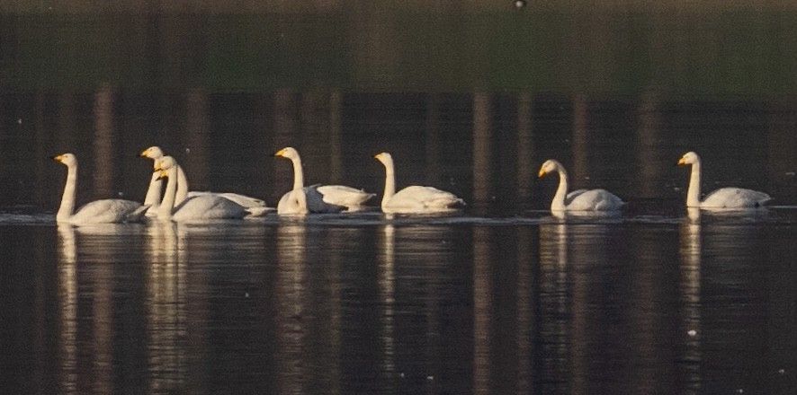 Whooper Swan - John Tebbet