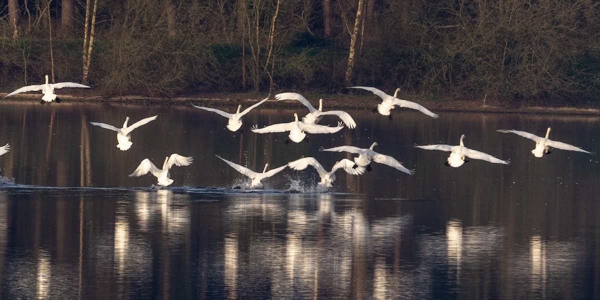 Whooper Swan - ML321530311