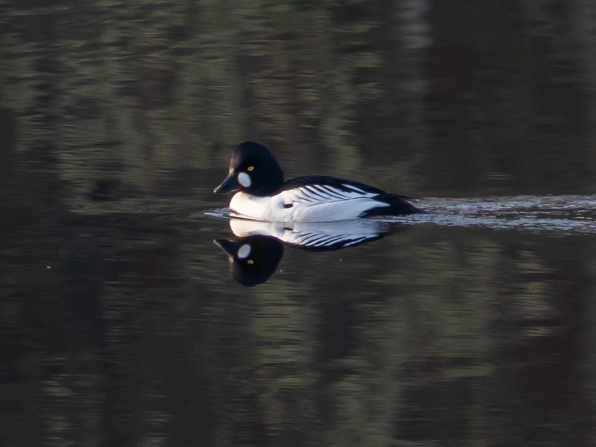 Common Goldeneye - John Tebbet