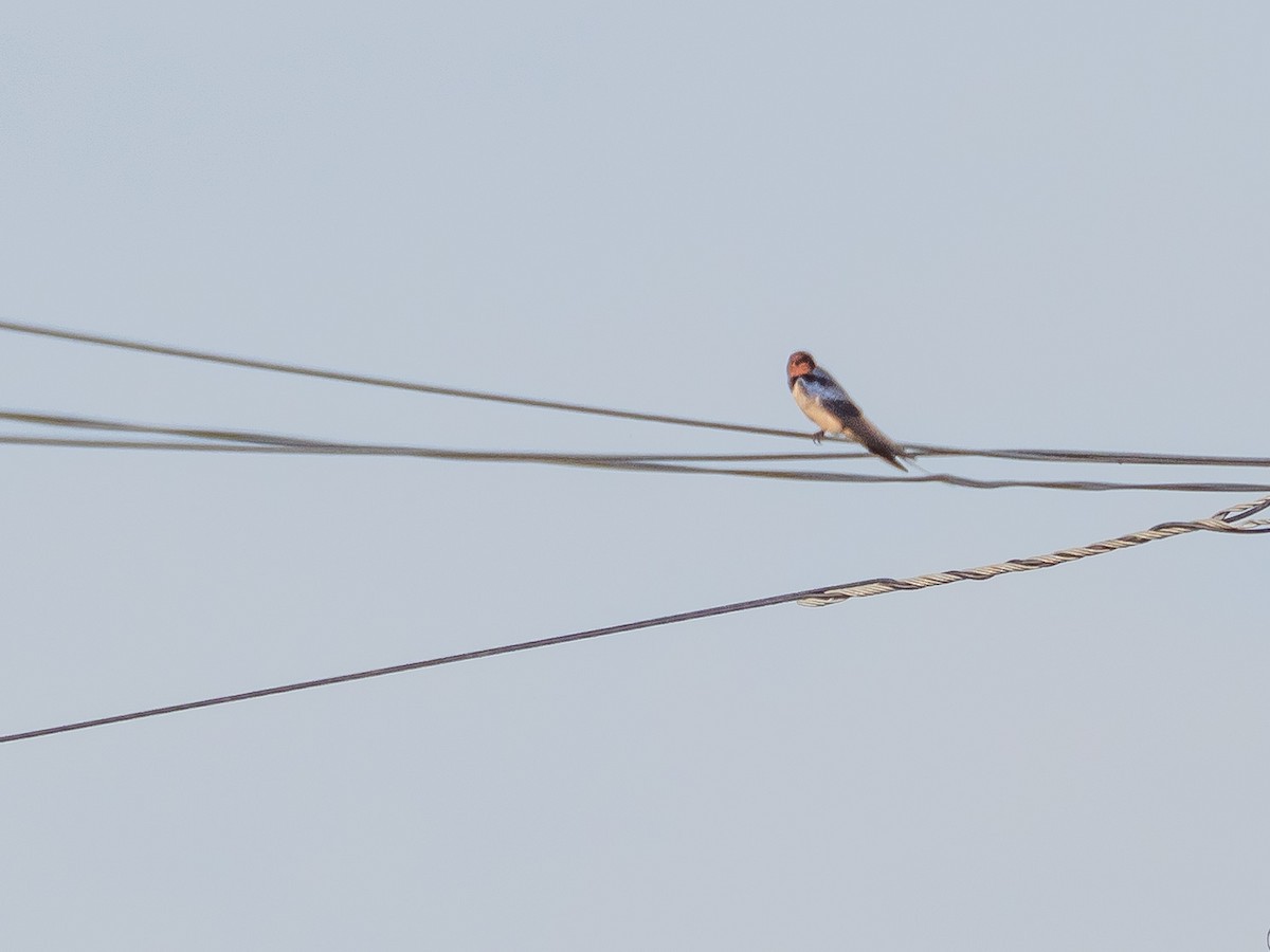 Barn Swallow - John Tebbet